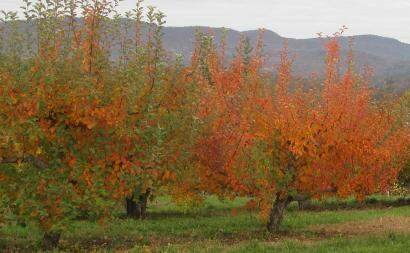 обработка медным купоросом плодовых деревьев осенью